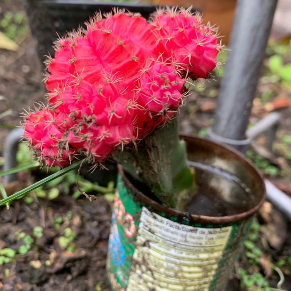 Meet your Posher, Ava - Picture 1 of 1